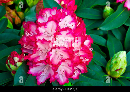 Große Ansammlung von Rhododendron rosa und weißen Blüten und Knospen. Stockfoto