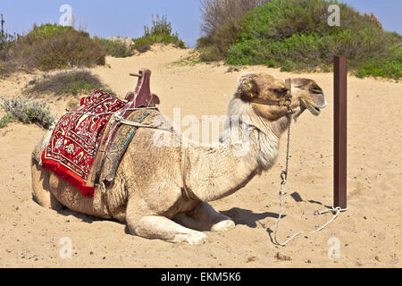 Dromedar ruhen auch die arabischen Kamel (Camelus Dromedarius) genannt. Stockfoto
