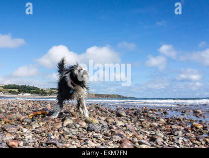 Ein nassen bearded Collie Hund Wasser auf einem sandigen Strand an einem sonnigen Sommertag abschütteln. Blauer Himmel und ein Kiesstrand. Stockfoto