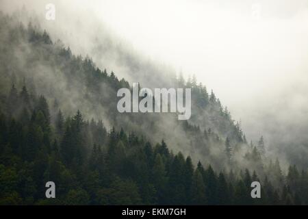 Wald-Nebel Stockfoto