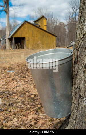 Eimer verwendet, um saft von Ahornbäumen zu sammeln, um Ahornsirup in Quebec zu produzieren, mit einem Zucker Shack im Hintergrund Stockfoto