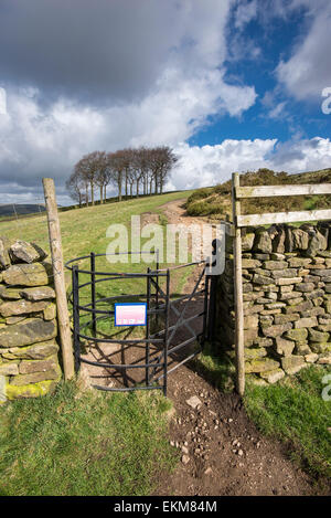 Tor auf einem Wanderweg oberhalb Hayfield in Derbyshire küssen, mit einer Gruppe von Bäumen, bekannt als "Zwanzig Bäume" Stockfoto