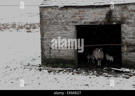 Coanwood, Northumberland, UK. 12. April 2015. UK-Wetter: Schafe & Lämmer im Schnee am Coanwood in Northumberland Credit: Heather Athey/Alamy Live News Stockfoto