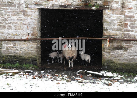 Coanwood, Northumberland, UK. 12. April 2015. UK-Wetter: Schafe & Lämmer im Schnee am Coanwood in Northumberland Credit: Heather Athey/Alamy Live News Stockfoto