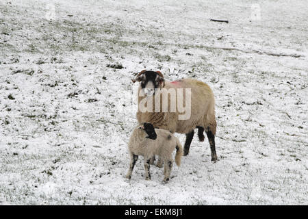 Coanwood, Northumberland, UK. 12. April 2015. UK-Wetter: Schafe & Lämmer im Schnee am Coanwood in Northumberland Credit: Heather Athey/Alamy Live News Stockfoto