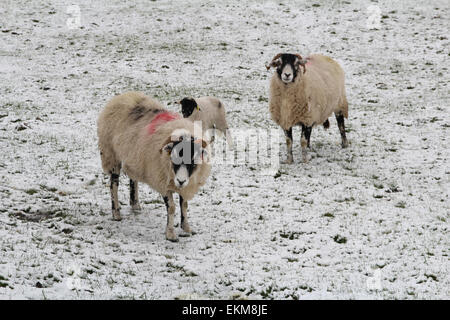 Coanwood, Northumberland, UK. 12. April 2015. UK-Wetter: Schafe & Lämmer im Schnee am Coanwood in Northumberland Credit: Heather Athey/Alamy Live News Stockfoto