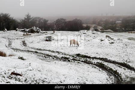 Coanwood, Northumberland, UK. 12. April 2015. UK-Wetter: Schafe & Lämmer im Schnee am Coanwood in Northumberland Credit: Heather Athey/Alamy Live News Stockfoto