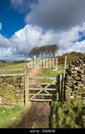 Tor auf einem Wanderweg oberhalb Hayfield in Derbyshire mit einer Gruppe von Bäumen, bekannt als "Zwanzig Bäume" Stockfoto