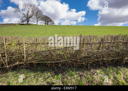 Beispiel für eine neu angelegte Hecke in der Nähe des Dorfes Hayfield im Peak District, Derbyshire. Stockfoto