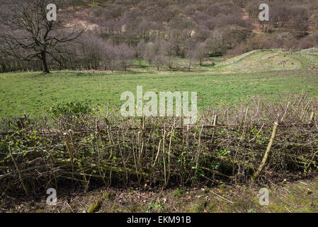 Beispiel für eine neu angelegte Hecke in der Nähe des Dorfes Hayfield im Peak District, Derbyshire. Stockfoto