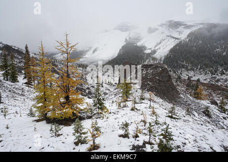 Herbstliche Landschaft. Mount Assiniboine Provincial Park. OG-Seengebiet. Britisch-Kolumbien. Kanada. Stockfoto