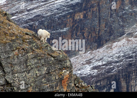 Bergziege unter Felsen. Rocky Mountains. Yoho-Nationalpark. Britisch-Kolumbien. Kanada. Stockfoto