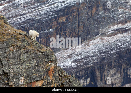 Bergziege unter Felsen. Rocky Mountains. Yoho-Nationalpark. Britisch-Kolumbien. Kanada. Stockfoto