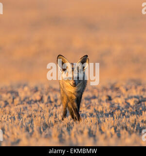 Hieb-eared Fuchs bei Sonnenuntergang in der Nähe von Sossusvlei, Namib-Naukluft-Nationalparks-Botswana Stockfoto