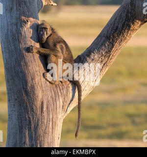 Pavian in Baum, am frühen Morgen, Botswana Chobe-Nationalpark Stockfoto