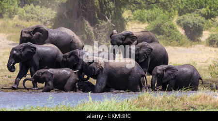 Parade der Elefanten genießen Sie das Wasser des Chobe Flusses im Chobe Nationalpark, Botswana Stockfoto