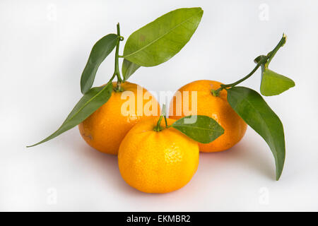Frische Mandarinen (Citrus Reticulata), mit grünen Blättern auf weißem Hintergrund. Stockfoto