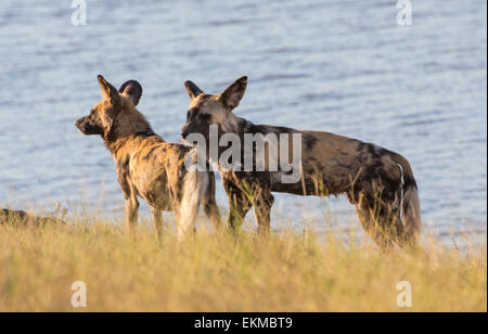 Wilde Hunde in der Nähe des Chobe Flusses, Chobe River National Park, Botswana Stockfoto