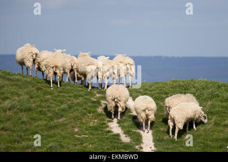 Wiltshire, UK. 12. April 2015. UK Wetter: Starke stürmischen Winde hoch auf das Wahrzeichen chalk White Horse oberhalb der Stadt Westbury. Die starken Winde nicht viele Mitglieder der Öffentlichkeit vom Besuch und die Nutzung des Wetters zu wandern, gehen Hunde, Drachen und genießen Sie die atemberaubende Aussicht über die Wiltshire Vale zu stoppen.  Die Site ist geschützt von English Heritage, die behaupten die alten Wallburg Eisenzeit saisonal dadurch, dass weidende Schafherden zu erhalten günstige Kreide Gräser und Pflanzen zu schrubben.   Bildnachweis: Wayne Farrell/Alamy Live-Nachrichten Stockfoto