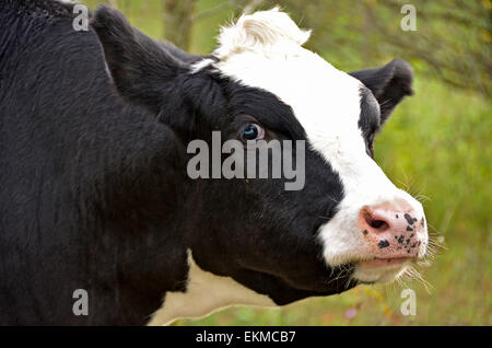 Schwarz / weiß Holstein Kuh auf der Weide. Stockfoto
