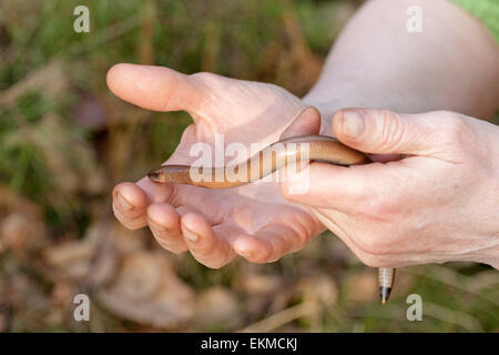 langsam-Wurm in einer Frau die Hände Stockfoto