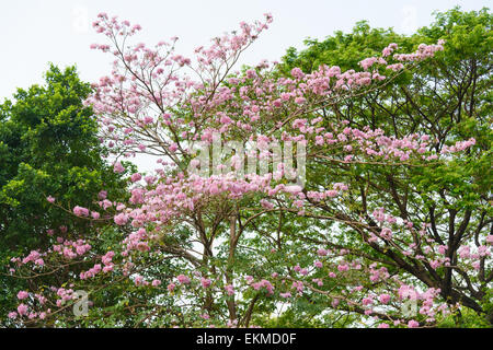 Schöne rosa Trompetenbaum Blüte oder Tabebuia heterophylla Stockfoto