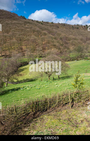 Ländliches Motiv nahe dem Dorf von Hayfield im Peak District, Derbyshire. Narzissen blühen in der Frühlingssonne. Stockfoto