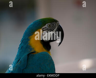 Blaue und gelbe Ara posing Stockfoto