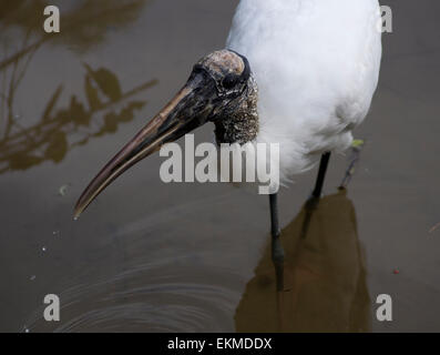 Holz Storch im Wasser waten. Stockfoto