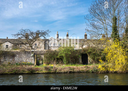 Riverside Cottages neben dem Wye in Bakewell, Derbyshire. Frühling-Narzissen und Forsythien blühen unter den steinernen Wänden. Stockfoto