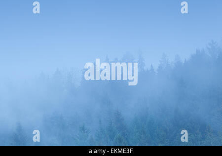 Nadelwald Berge Wald im dichten Nebel Stockfoto