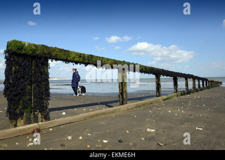 Shanklin Strand Isle Of Wight Frau Hund Hunde Stockfoto