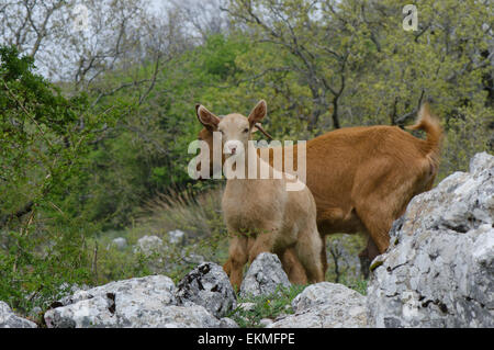 Kind, junge Ziege, Capra Aegagrus Hircus, in den Bergen, Andalusien, Spanien. Stockfoto