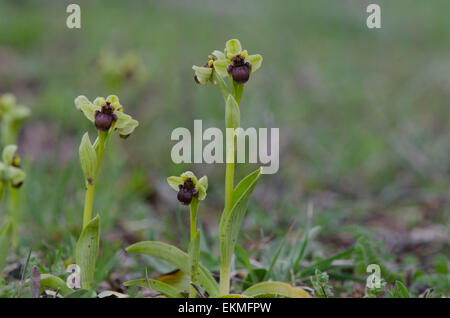 Hummel Orchidee, Ophrys Bombyliflora, Andalusien, Spanien. Stockfoto