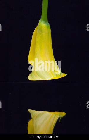 Porträt der gelbe Calla Lilie auf schwarzem Hintergrund isoliert Stockfoto