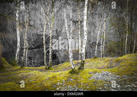 Silber Birken; Hodge Nähe Steinbruch Cumbria England Stockfoto