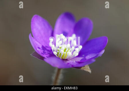 Einzelne blaue Anemone Closeup im Morgenlicht mit Regentropfen Stockfoto