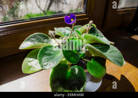 Veilchen in Keramik Topf auf der Fensterbank Stockfoto