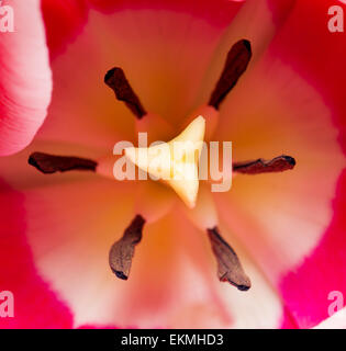 Rote Tulpe in Makroebene Stockfoto