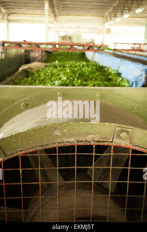 Frische Teeblätter bereit zum Trocknen und Schleifen, Teeplantage in Sabah, Borneo, Malaysia Stockfoto