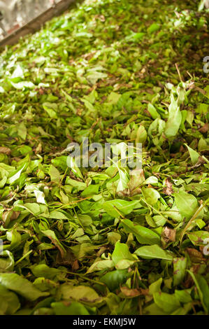 Frische Teeblätter bereit zum Trocknen und Schleifen, Teeplantage in Sabah, Borneo, Malaysia Stockfoto