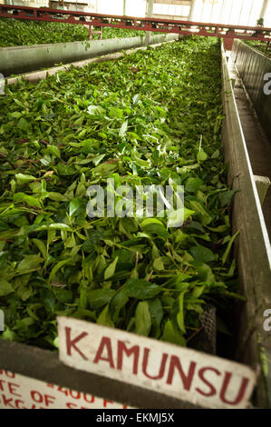 Frische Teeblätter bereit zum Trocknen und Schleifen, Teeplantage in Sabah, Borneo, Malaysia Stockfoto