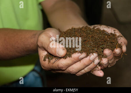 Frisch gemahlenen Teeblätter bereit für Verpackung, Tee-Plantage Sabah, Borneo, Malaysia Stockfoto
