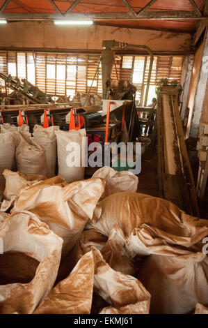 Sabah Tee Produkte versandbereit, Borneo, Malaysia Stockfoto