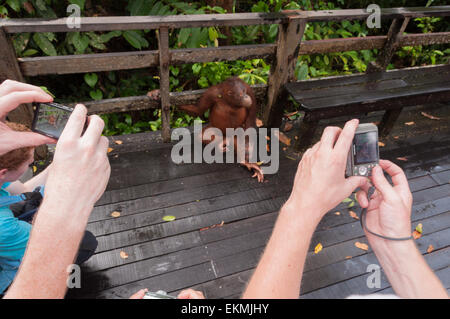 Touristen fotografieren ein Orang-Utan im Sepilok Heiligtum, Borneo, Malaysia Stockfoto