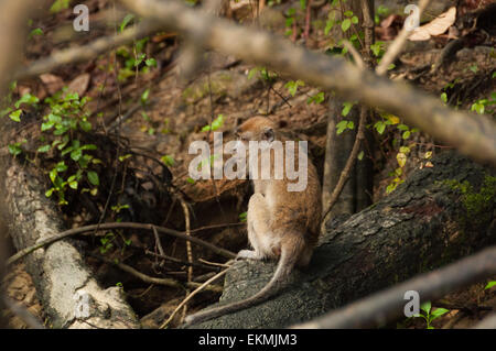 Affe im Wald Kinabatangan, Malaysia Stockfoto