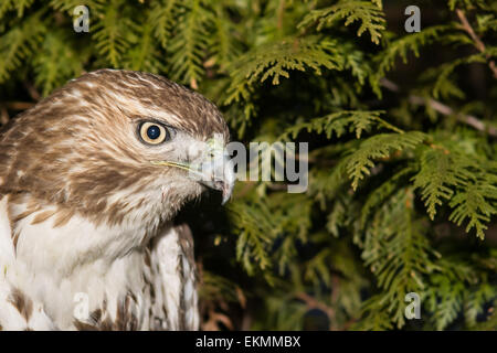 Rot - angebundener Falke Stockfoto