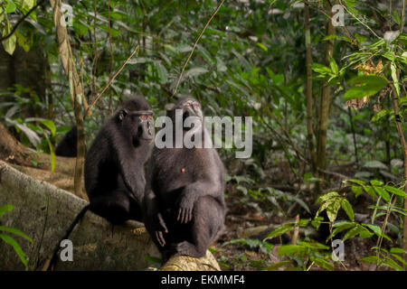 Zwei Personen von Sulawesi-Schwarzkammmakaken (Macaca nigra) im Naturschutzgebiet Tangkoko, North Sulawesi, Indonesien. Stockfoto