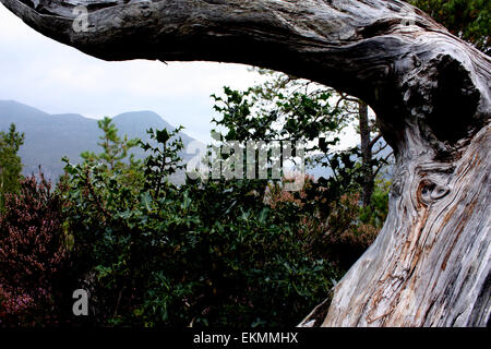 Alter Baum auf Waldspaziergang an der Beinn Eighe Nature reserve in der Nähe von Loch Maree Stockfoto