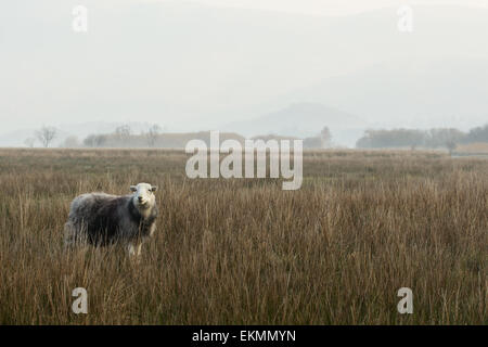 Herdwick Schafe auf der Weide rund um Derwentwater im englischen Lake District Stockfoto